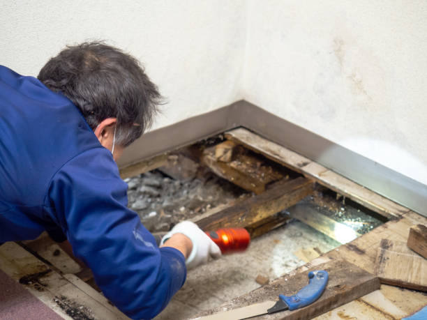 Best Crawl Space Mold Remediation in Ventnor City, NJ