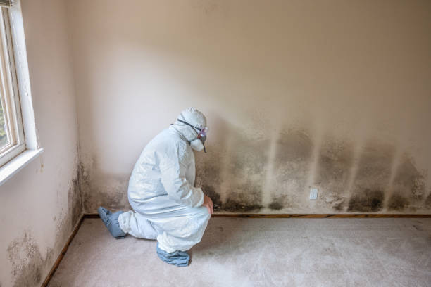 Ventnor City, NJ Mold Remediation Company