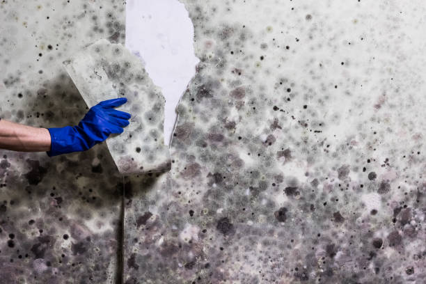 Best Preventive Mold Services in Ventnor City, NJ