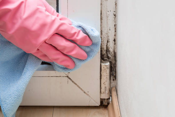 Best DIY Mold Remediation Support Services in Ventnor City, NJ